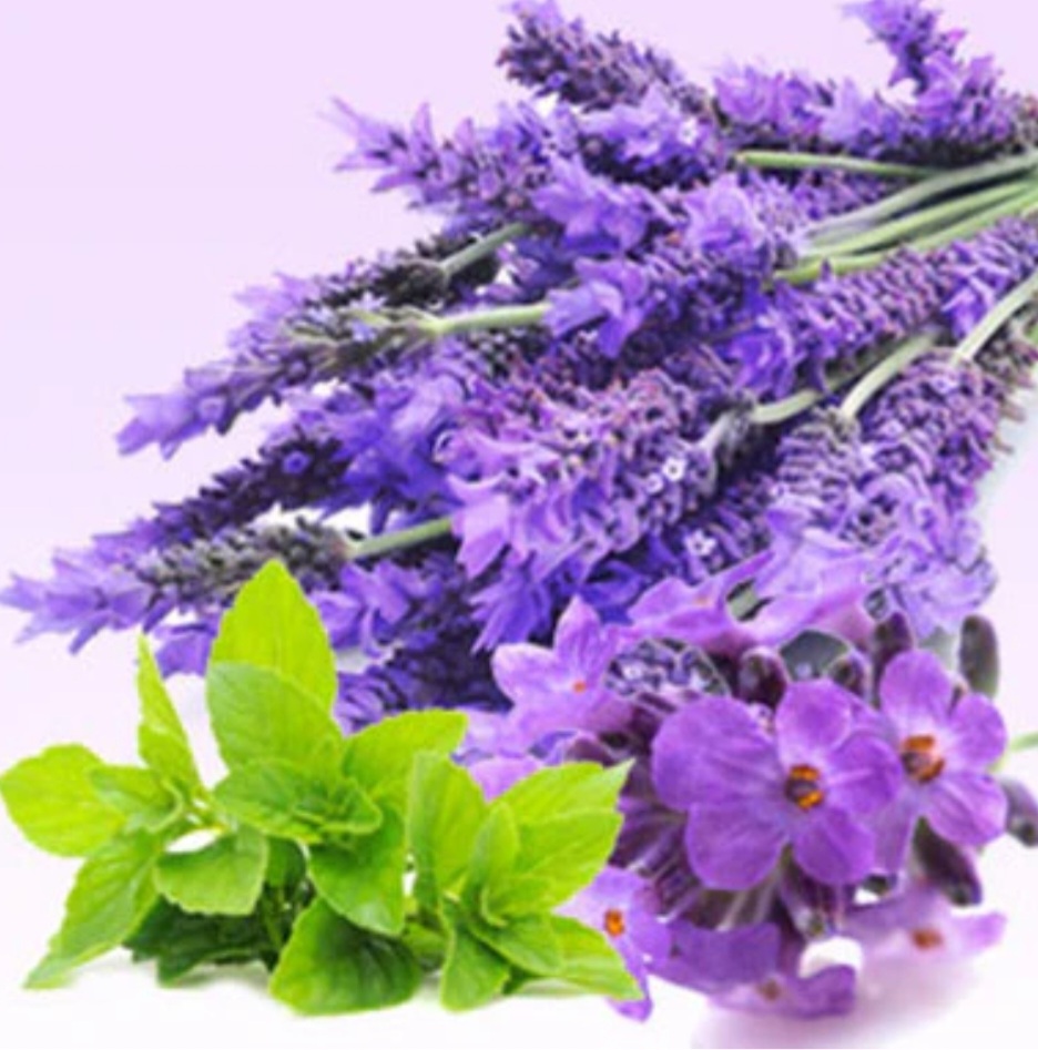 Lavanda & Menta